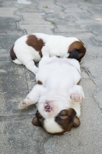 Shih Tzu, Two weeks old, Cute puppies are sleeping on the floor.