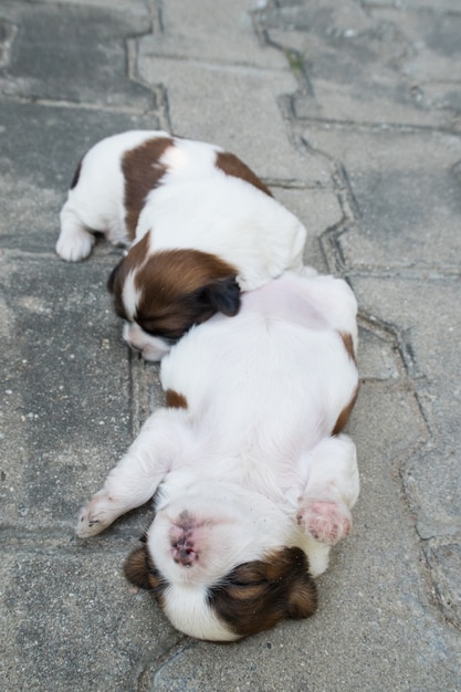 Shih Tzu, Two weeks old, Cute puppies are sleeping on the floor.