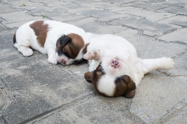 Shih Tzu, Two weeks old, Cute puppies are sleeping on the floor.