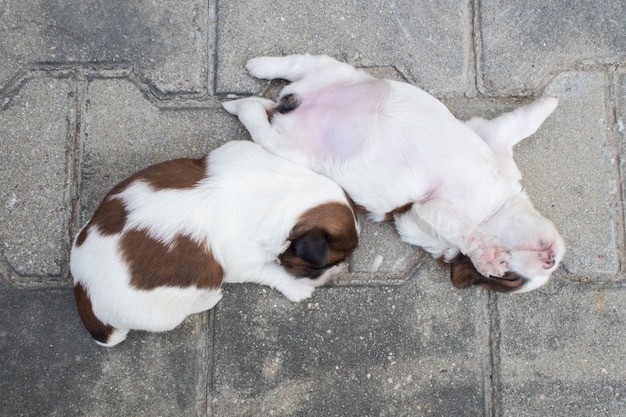 Shih Tzu, Two weeks old, Cute puppies are sleeping on the floor.