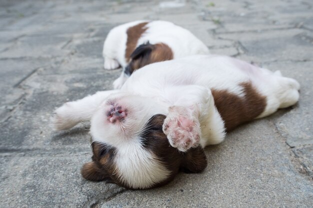 Shih Tzu, Two weeks old, Cute puppies are sleeping on the floor.