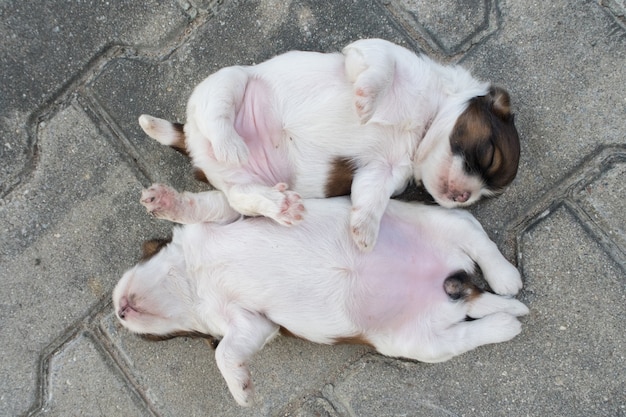 Shih Tzu, Two weeks old, Cute puppies are sleeping on the floor.