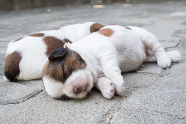 Shih Tzu, Two weeks old