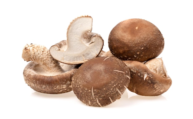 Shiitake Mushroom isolated on white background