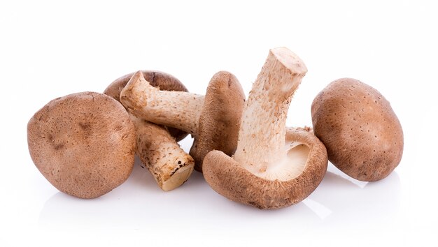 Shiitake mushroom on the White background