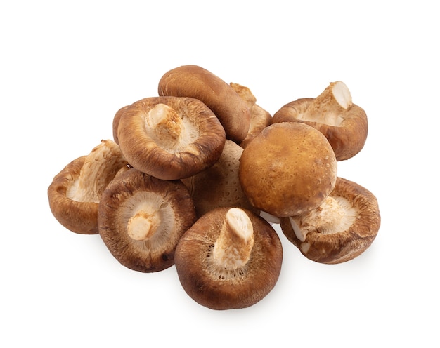 Shiitake mushroom on the White background