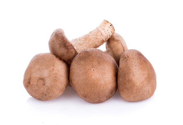 Shiitake mushroom on the white surface