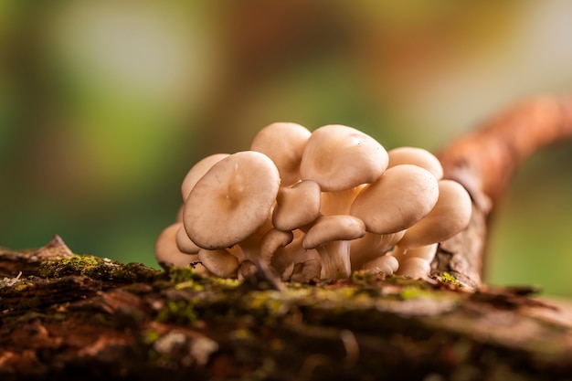 Shimeji mushroom growing on tree.