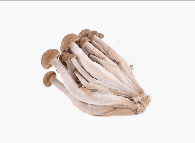 Shimeji mushrooms brown varieties on white background