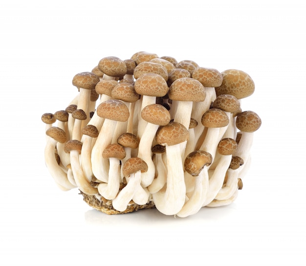 Shimeji mushrooms brown varieties on white 