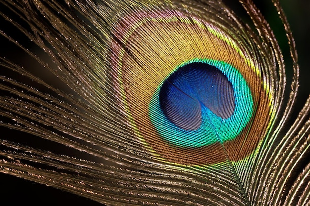 Shining Ppeacock feather fragment. Macro shot.