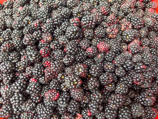 The shiny blackberries in the bowl