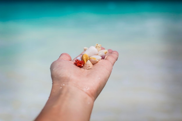 Shiny colorful sea shells on woman's hand with turquoise water background, Zanzibar.