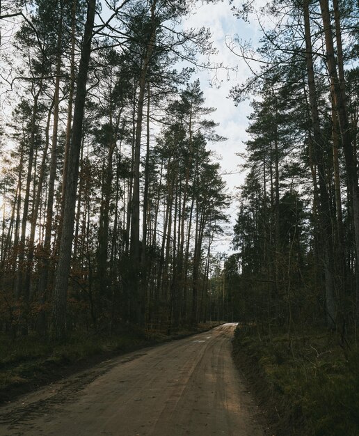 Shiny gravel road in the forest sunbeams at a winding gravel road through an old and mossy forest