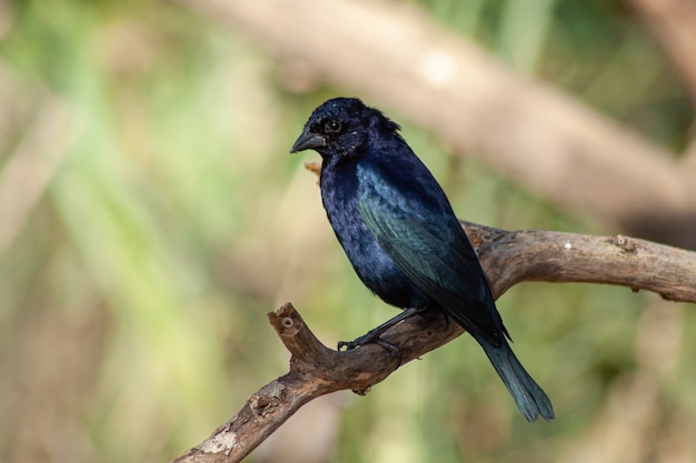 Shiny male cowbird, Molothus bonaerensis, on a branch. Typical bird of the urban and peri-urban environments of Argentina.