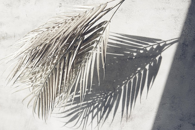 Shiny palm leaf on beton wall. Abstract frame background with copy space. Flat lay glitter confetti