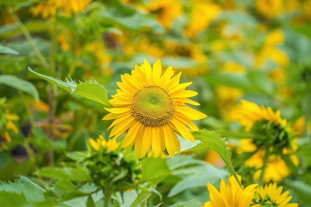 Shiny yellow sunflower stand against blue bright sky background on sunny day in summer Wonderful view field of sunflowers Sunflower field agriculture Wallpaper with sunflower