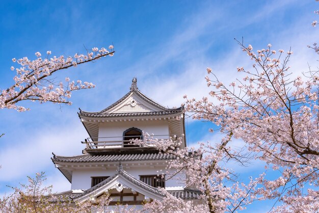 Shiroishi castle with Cherry blossoms and blue sky