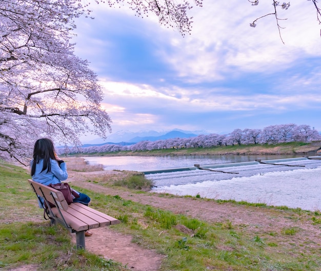 Shiroishigawatsutsumi Hitome Senbonzakura in sunset Cherry blossoms with snowcovered Zao Mountain