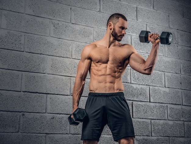 Shirtless athletic bearded male doing workouts with dumbbells over grey wall background.