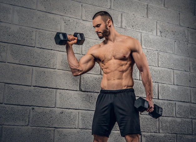 Shirtless athletic bearded male doing workouts with dumbbells over grey wall background.