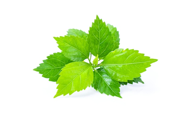 Shiso leaf on white background