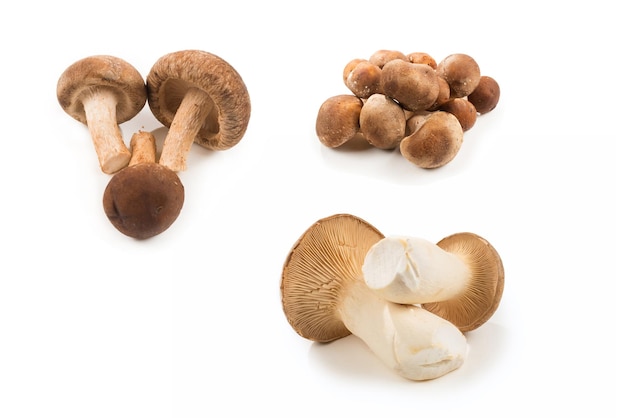 Shitake eringi tasty mushroom isolated on white background