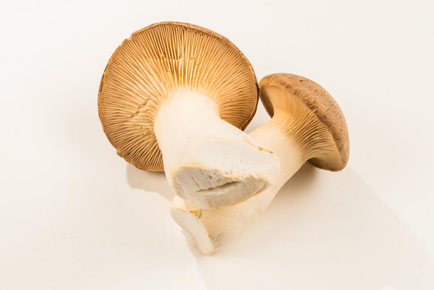 Shitake eringi tasty mushroom isolated on white background