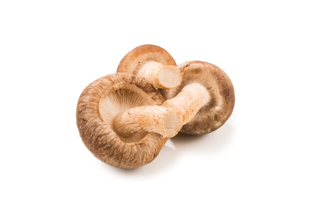 Shitake mushroom isolated on white