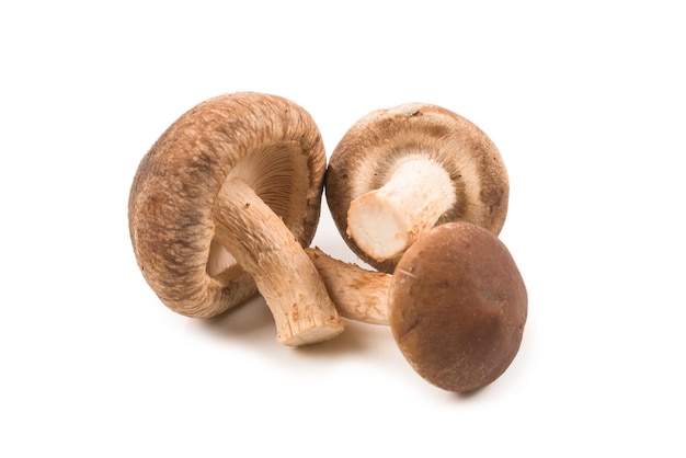 Shitake mushroom isolated on white