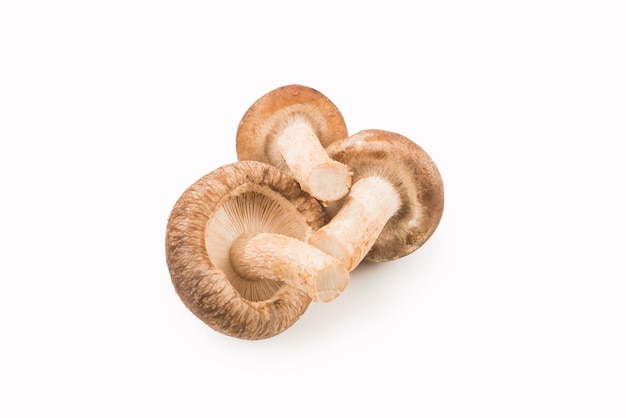 Shitake mushroom isolated on white