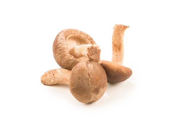 Shitake tasty mushroom isolated on white background.