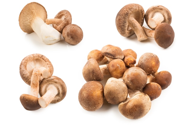 Shitake tasty mushroom isolated on white surface.