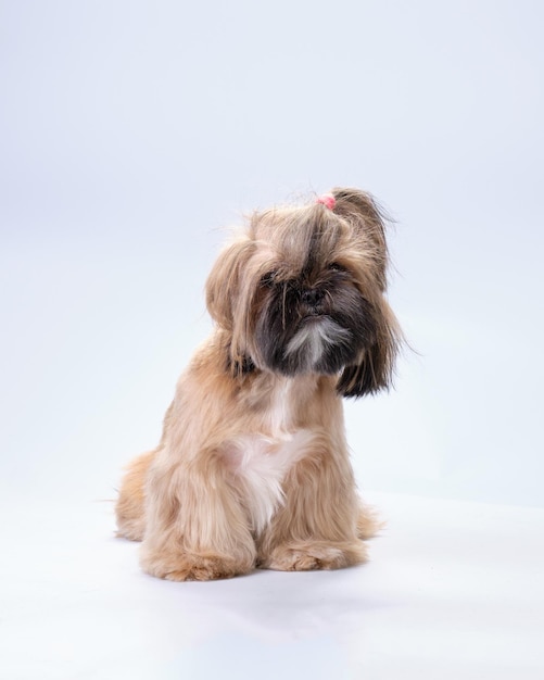 Shizu the dog sits in front of the camera vertical photo