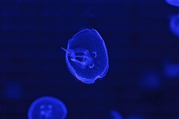 Shooting macro Jellyfish Aurelia Aurita underwater