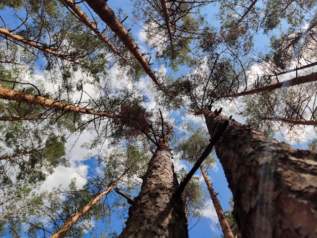 Shooting with a wide-angle lens of a pine forest from the bottom up