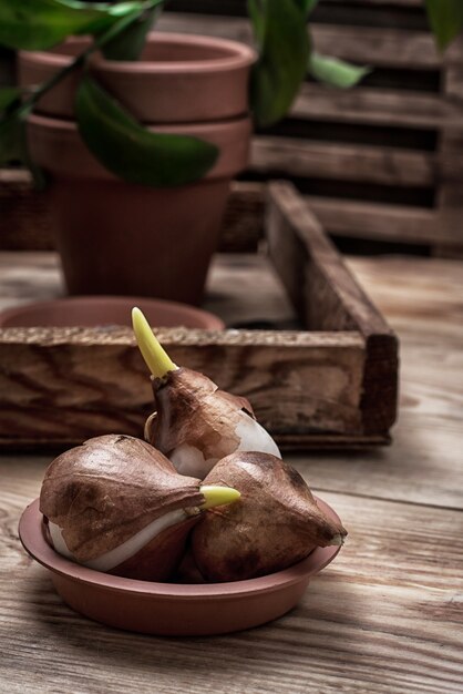 Shoots of tulips