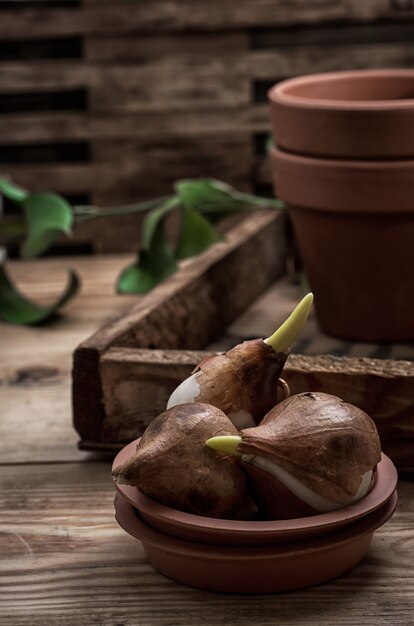 Shoots of tulips