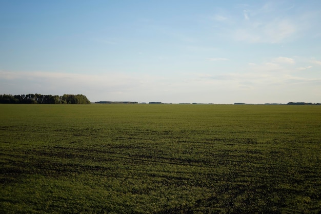 Shoots in the wheat field, future harvest