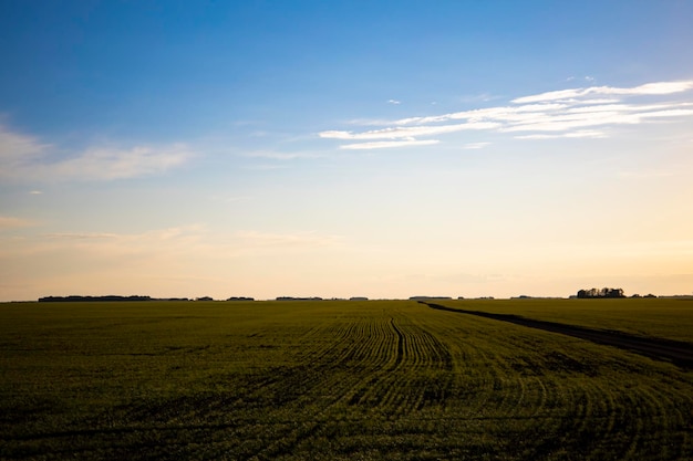 Shoots in the wheat field, future harvest