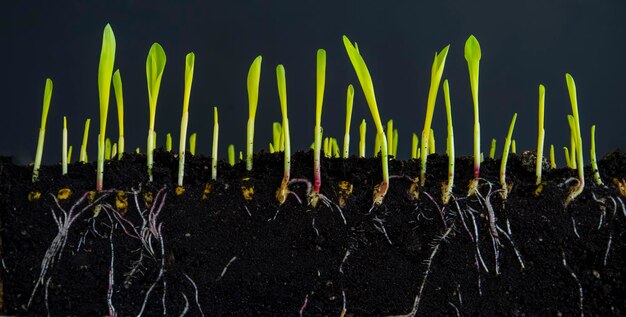 Photo shoots of young corn with roots on a black background