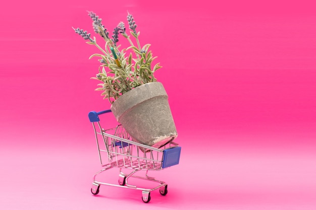 Photo shopping cart full of violet flowers on pink background. flower shop concept