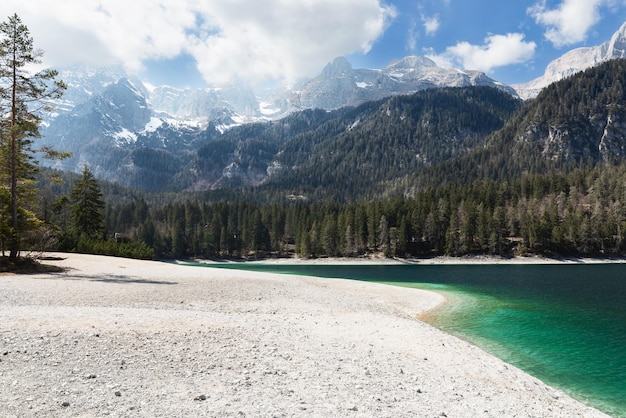 Shore of emerald lake Tovel with lone pine tree, mountains ridge, Ville d'Anaunia, Trentino, Italy