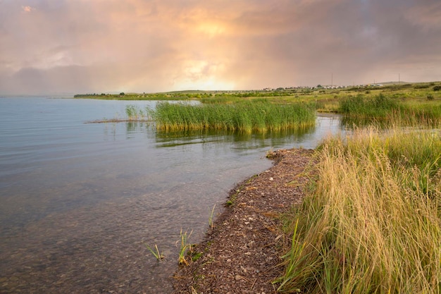 Shore of a lake with reeds on a summer evening Beauty of nature