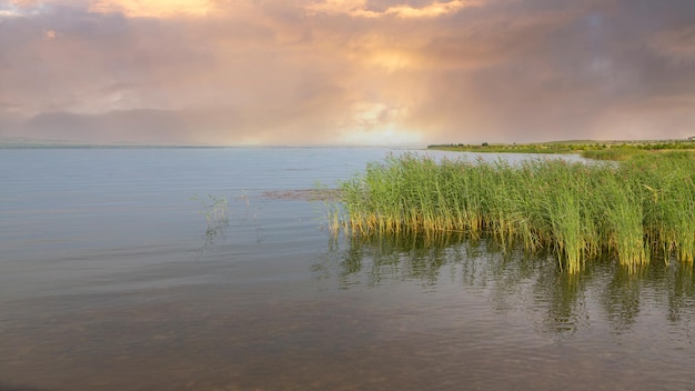 Shore of the lake with reeds Texture of water with copy space