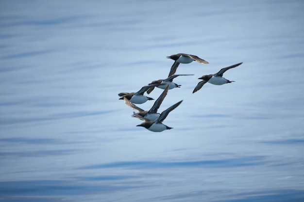 Shorebirds flying in Canada