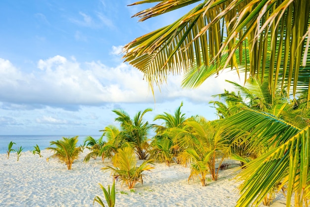 Shoreline of a tropical island in the Maldives and view of the Indian Ocean