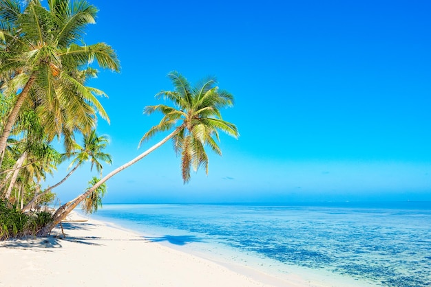 Shoreline of a tropical island in the Maldives and view of the Indian Ocean