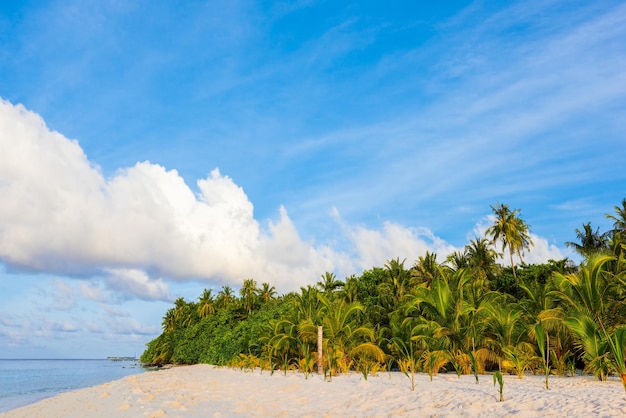 Shoreline of a tropical island in the Maldives and view of the Indian Ocean