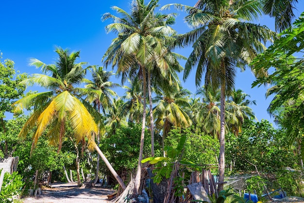 Shoreline of a tropical island in the Maldives and view of the Indian Ocean